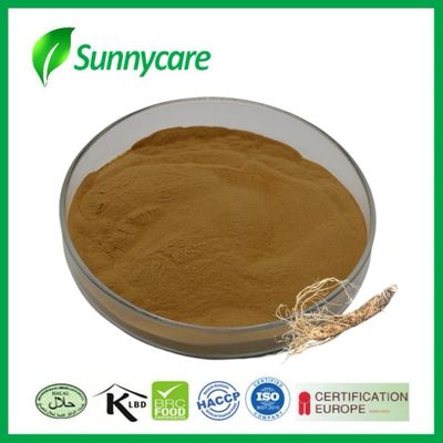 Bubuk Ekstrak Dong Quai Angelica sinensis Polysaccharides Mempromosikan Peredaran Darah